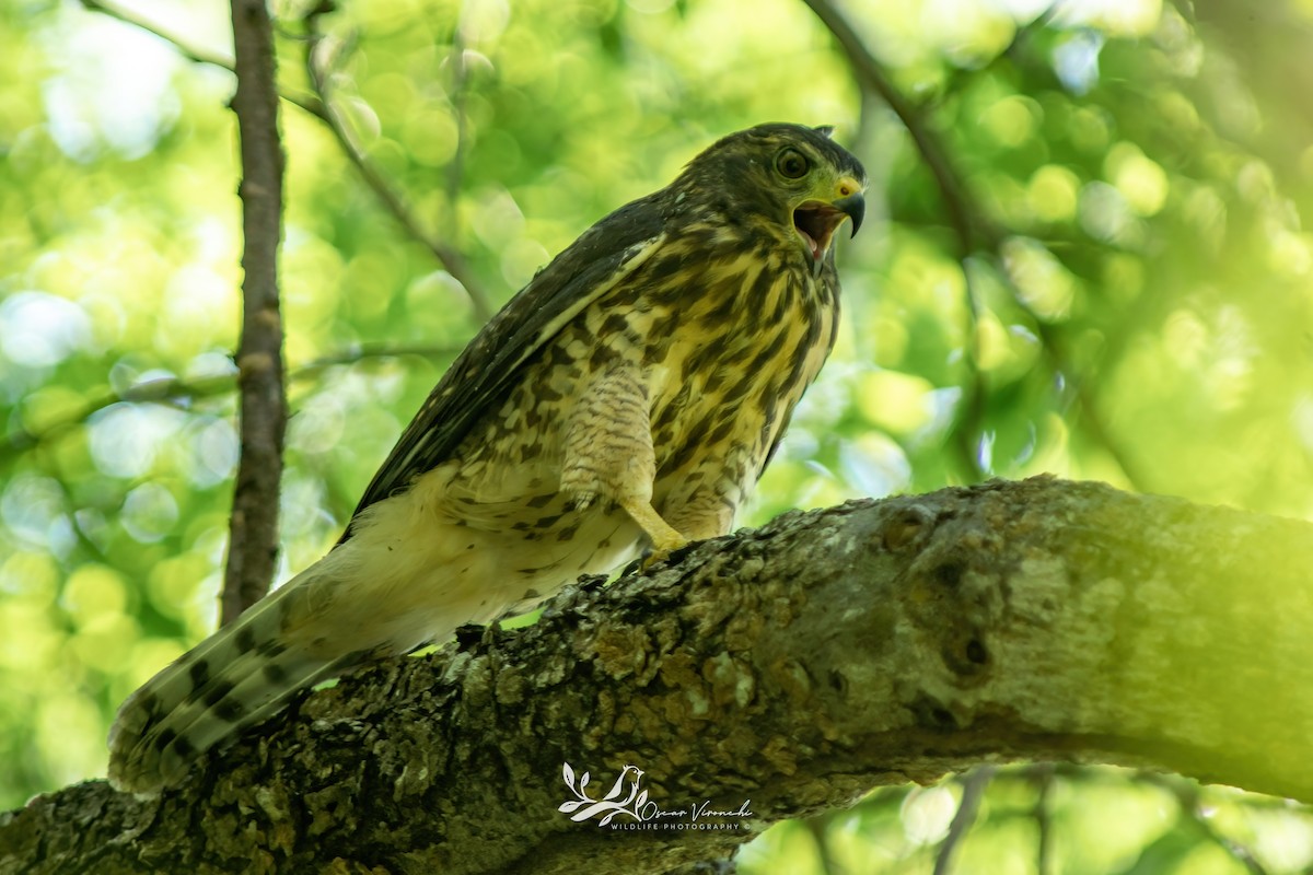 Roadside Hawk - ML640317344