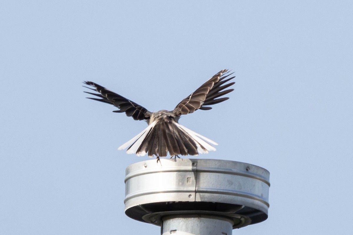 Northern Mockingbird - ML640317388