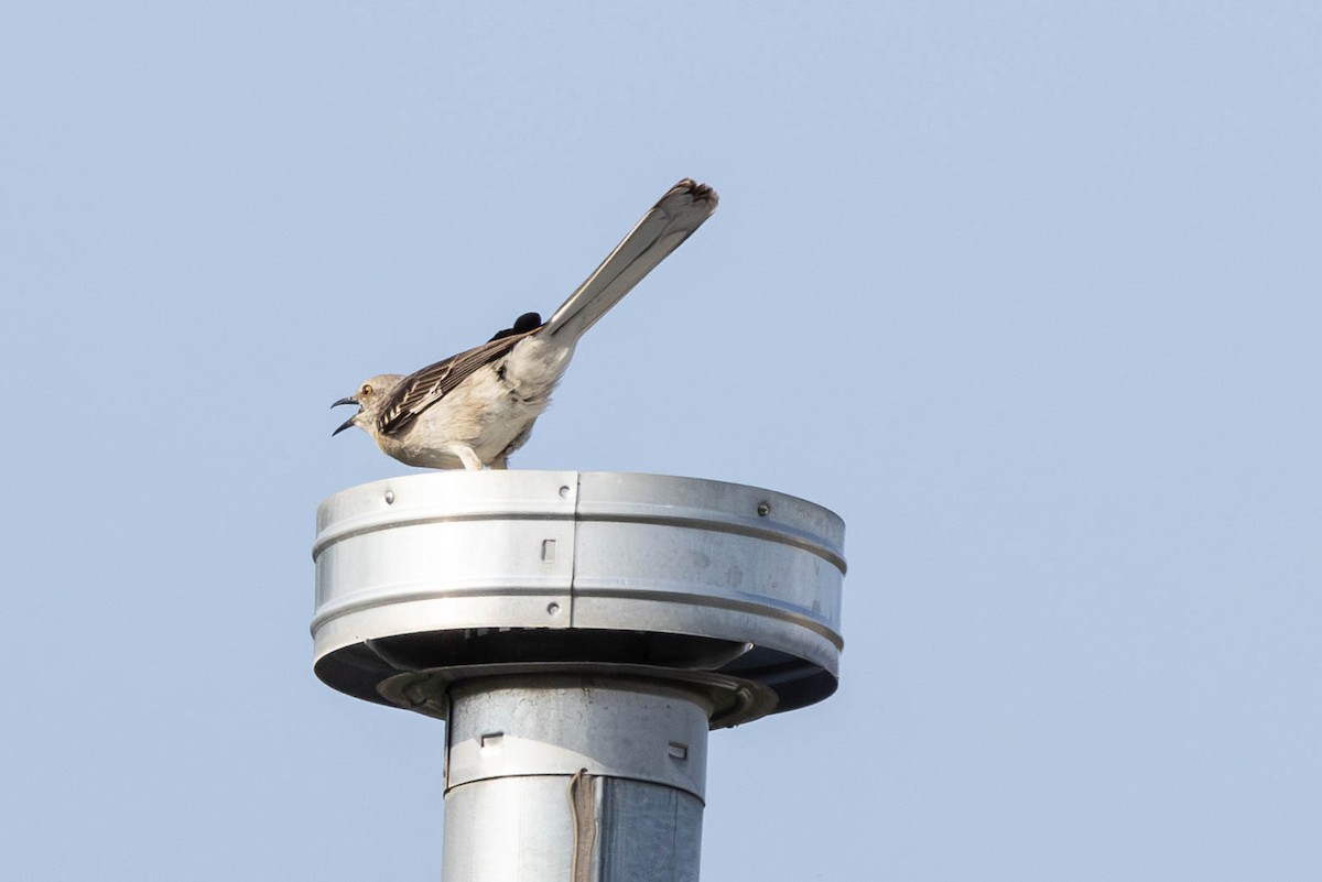 Northern Mockingbird - ML640317389