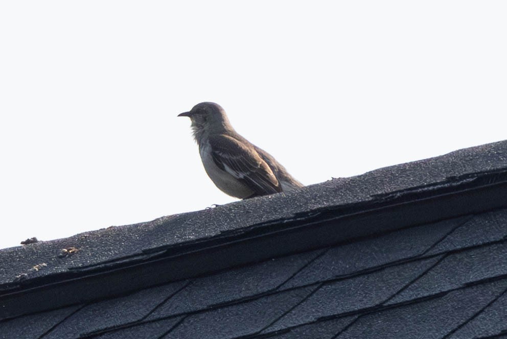 Northern Mockingbird - ML640317390