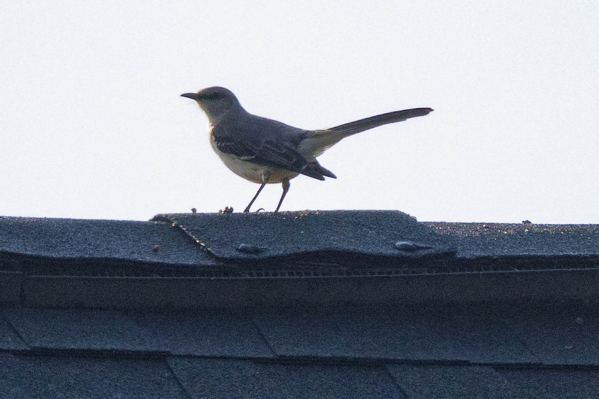 Northern Mockingbird - ML640317391