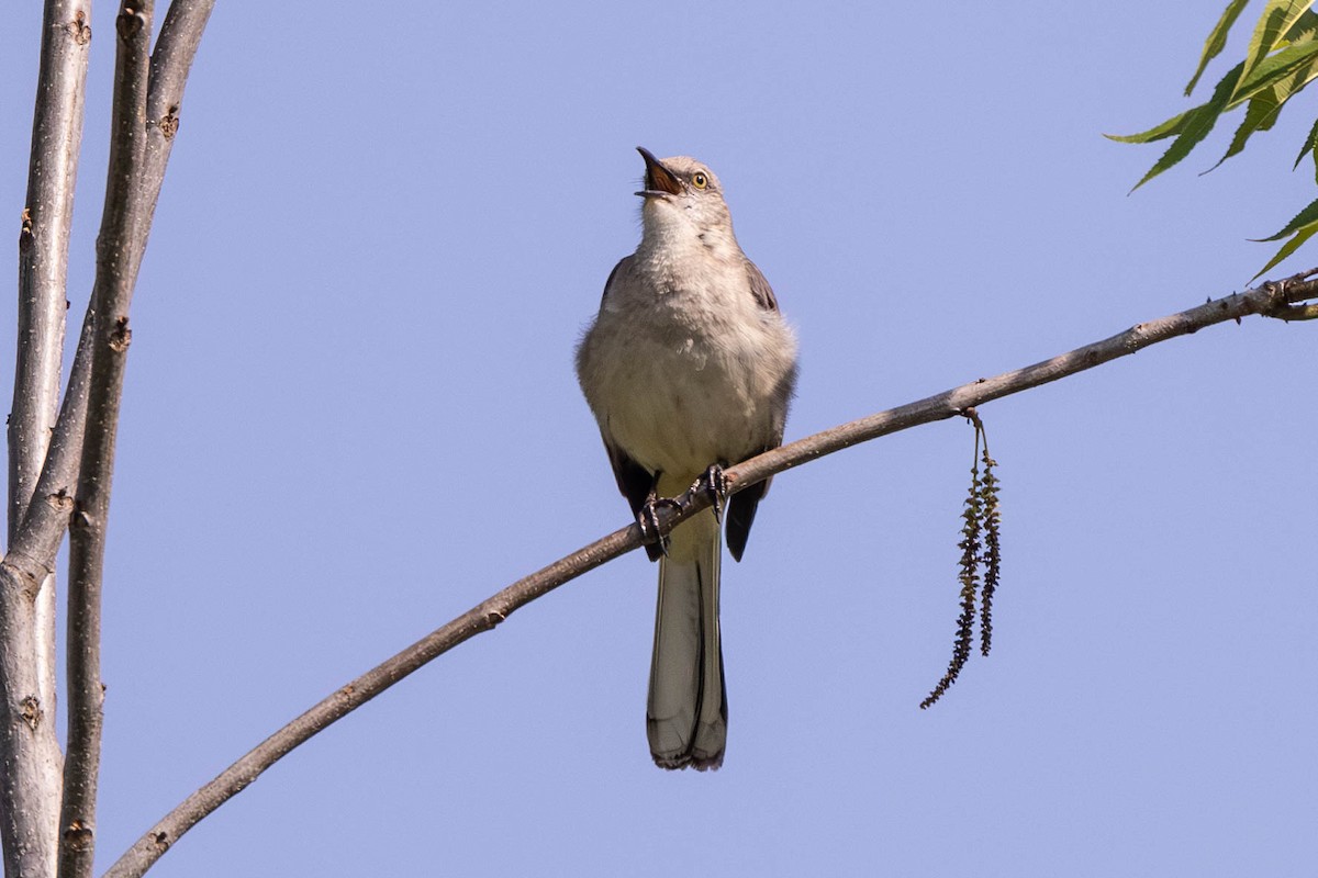 Northern Mockingbird - ML640317392