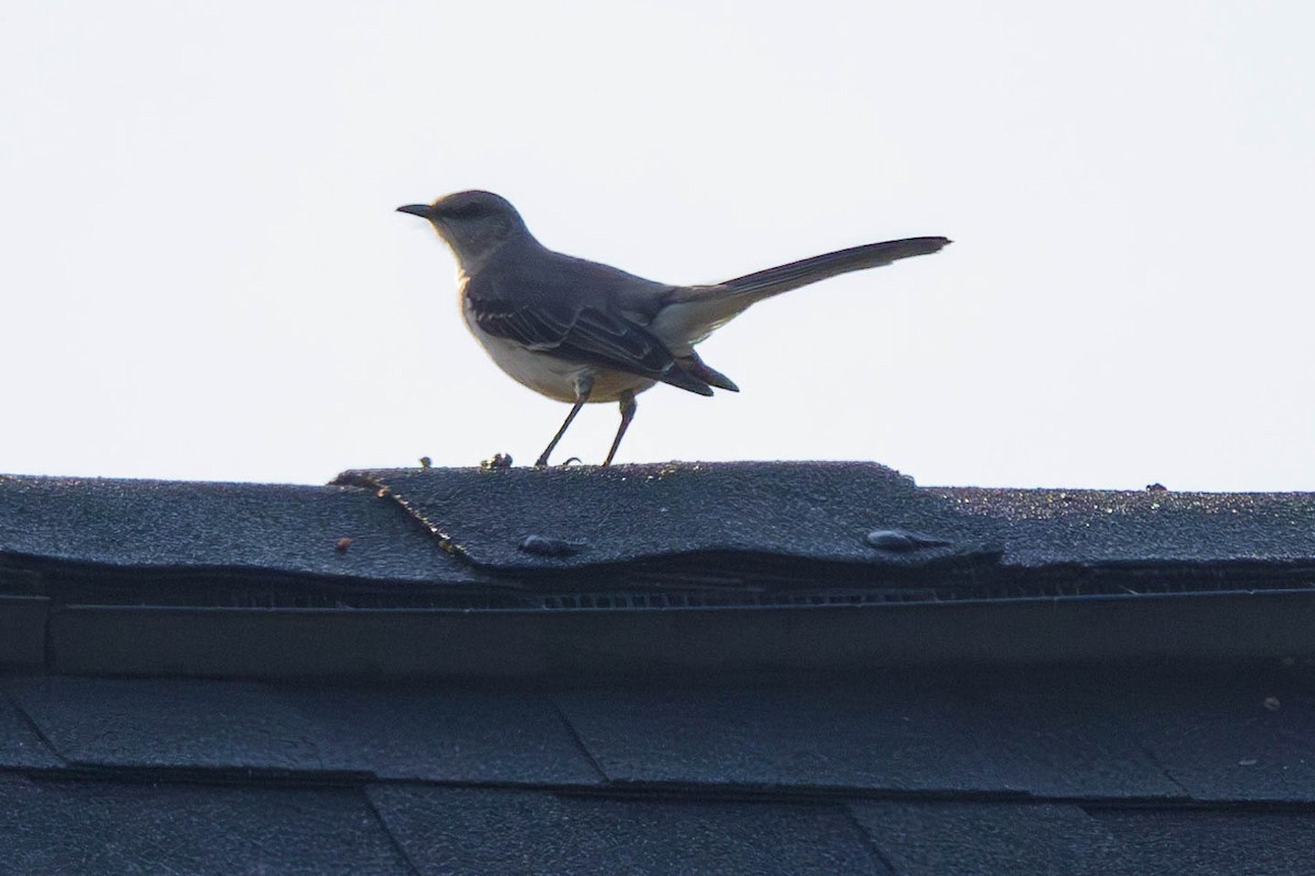 Northern Mockingbird - ML640317393