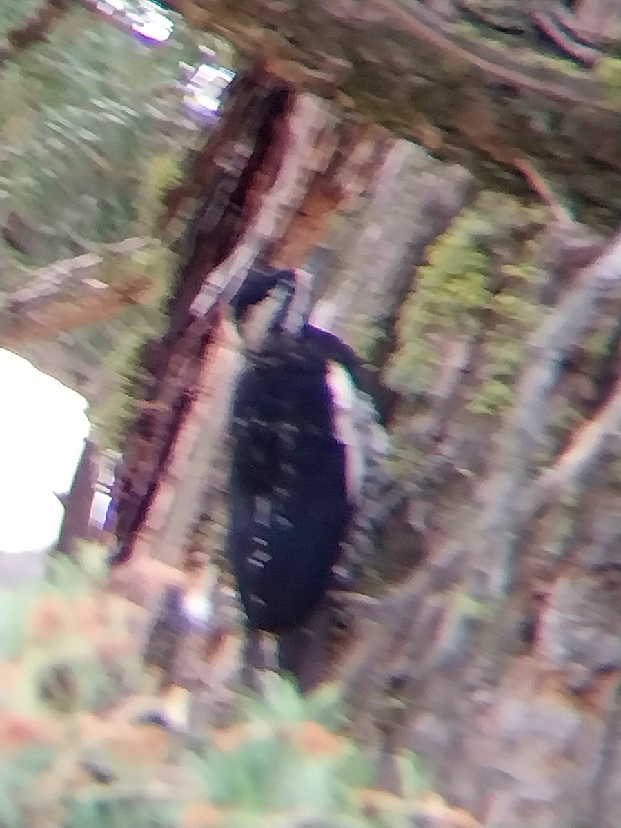 woodpecker sp. - ML640317411
