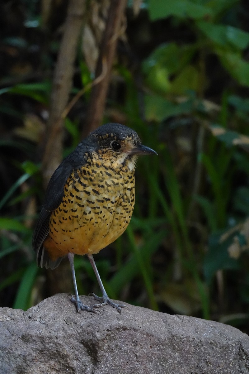 Undulated Antpitta - ML640317446