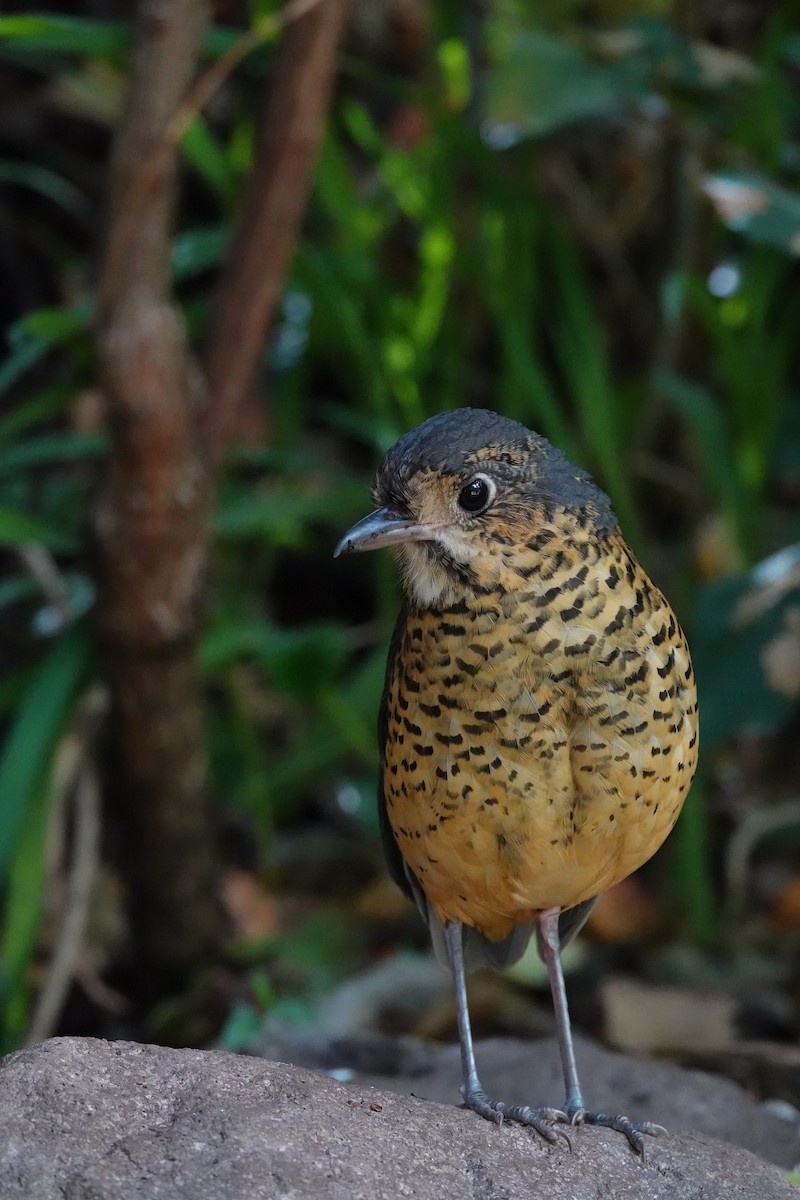 Undulated Antpitta - ML640317447