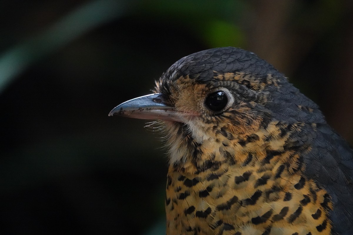 Undulated Antpitta - ML640317448
