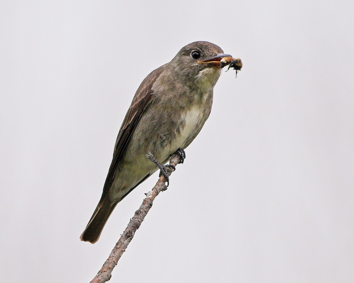 Olive-sided Flycatcher - ML640317522