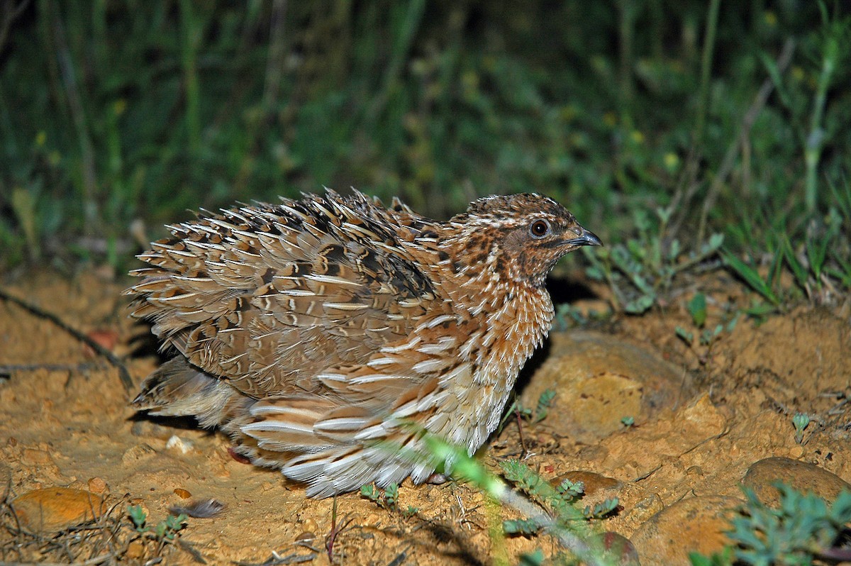 Common Quail - ML640317544