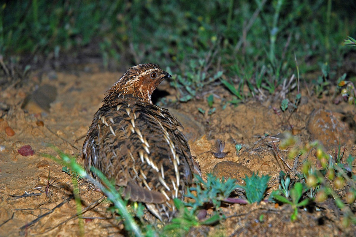 Common Quail - ML640317545