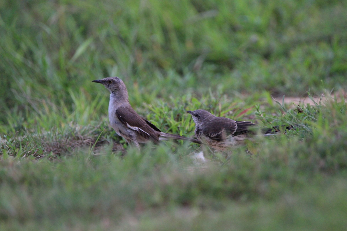 Northern Mockingbird - ML640317577