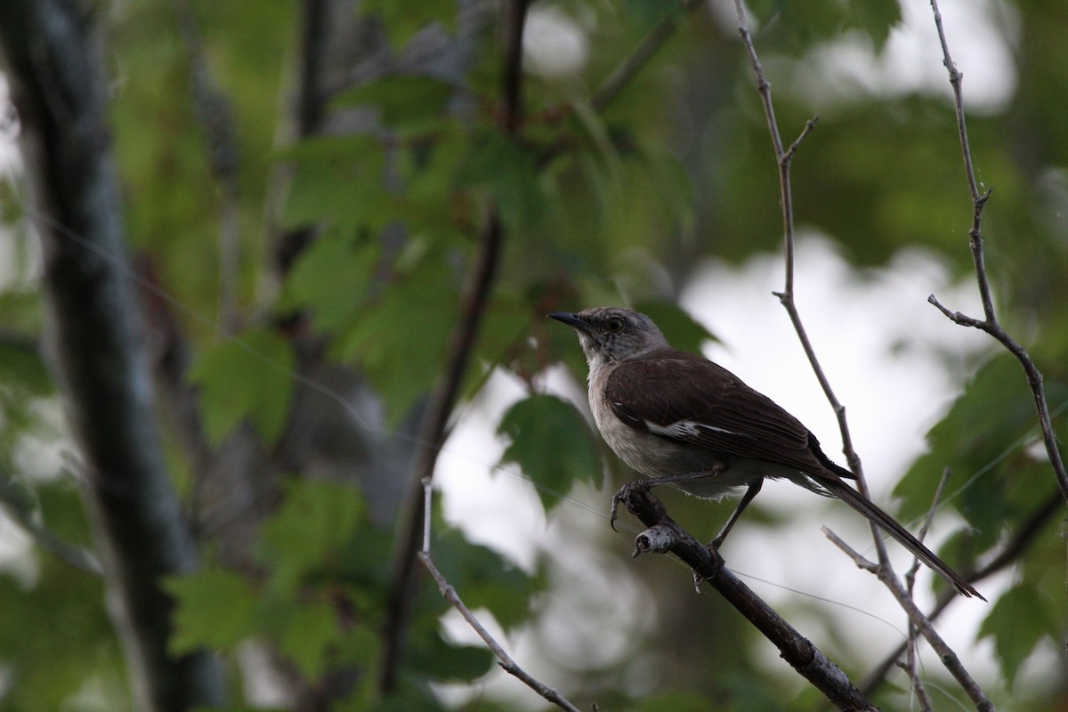 Northern Mockingbird - ML640317578