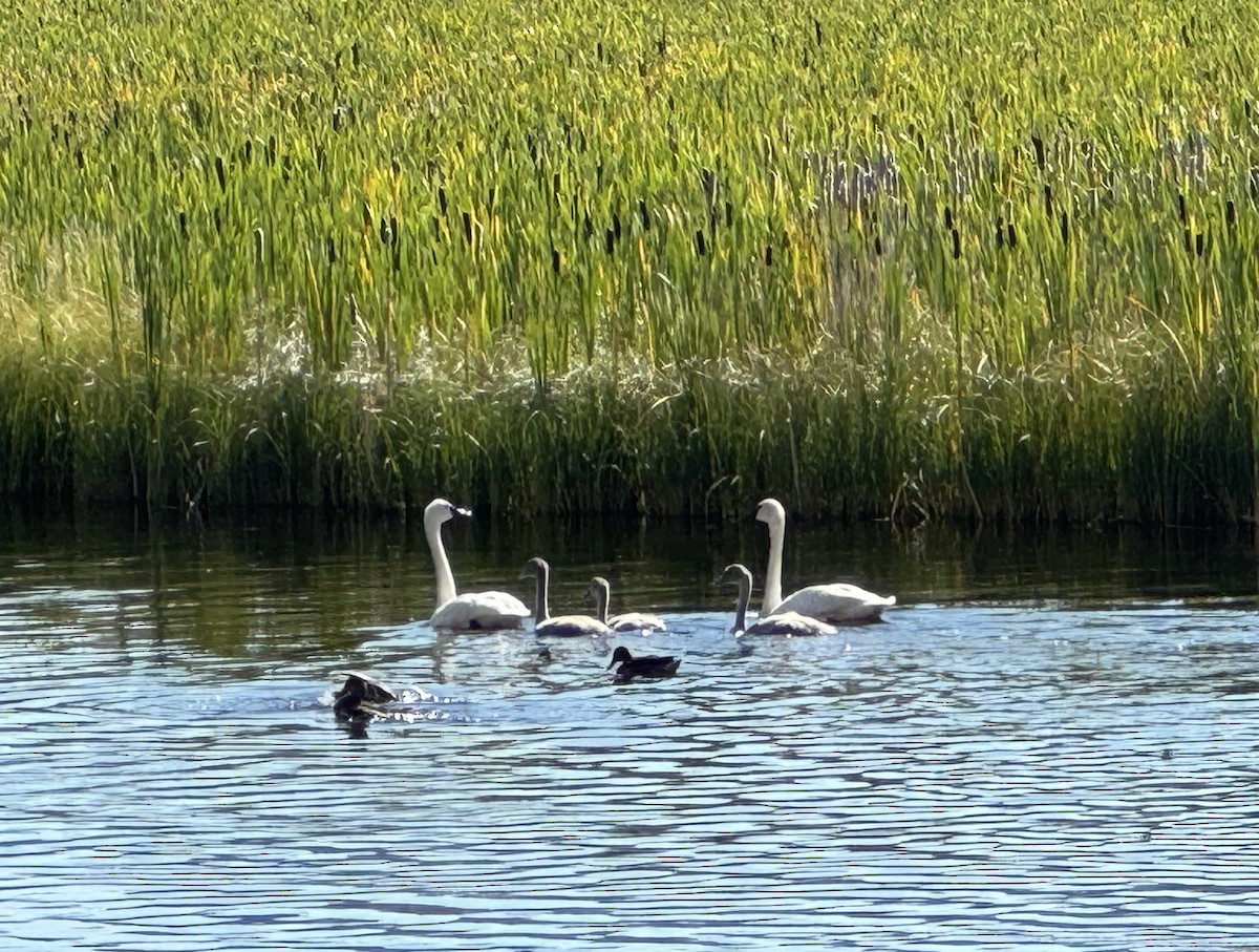 ברבור אמריקני - ML640317631
