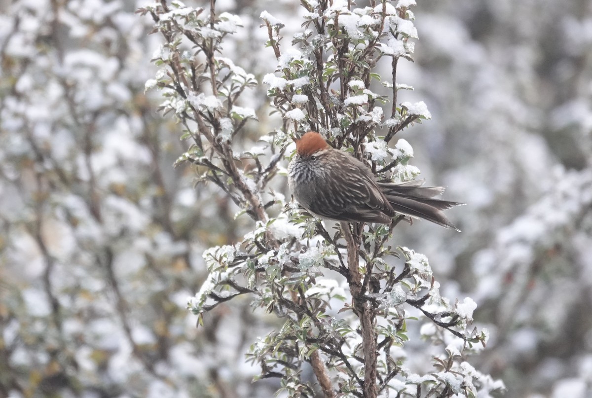 White-browed Tit-Spinetail - ML640317680