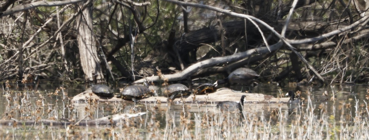 American Coot - ML640317716