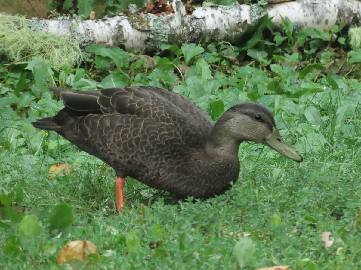 American Black Duck - ML640317793