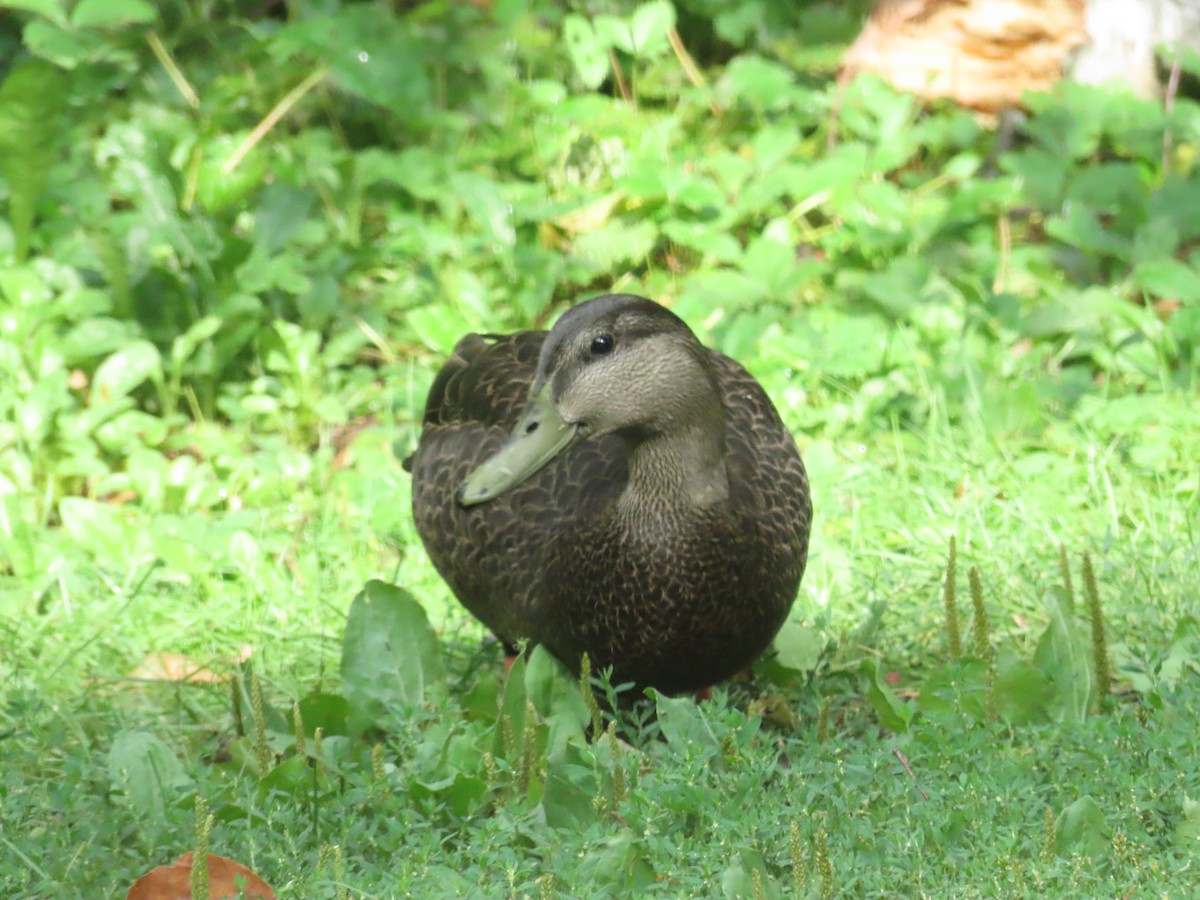 American Black Duck - ML640317794