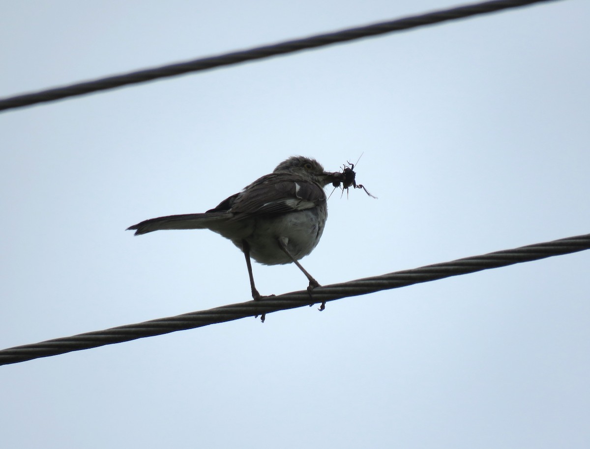 Northern Mockingbird - ML640317833