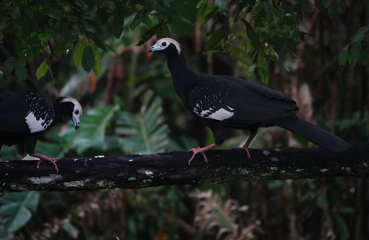 Blue-throated Piping-Guan - ML640317837