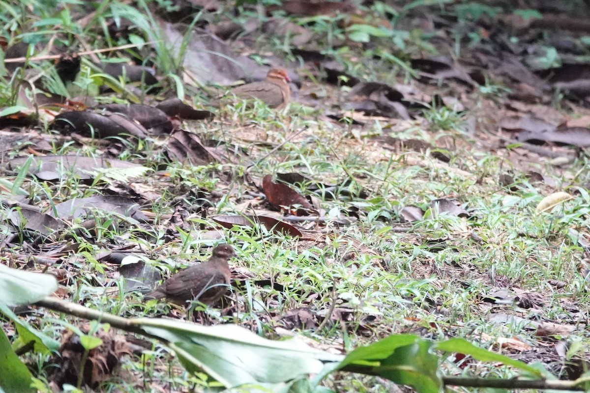 Ruddy Quail-Dove - ML640317845