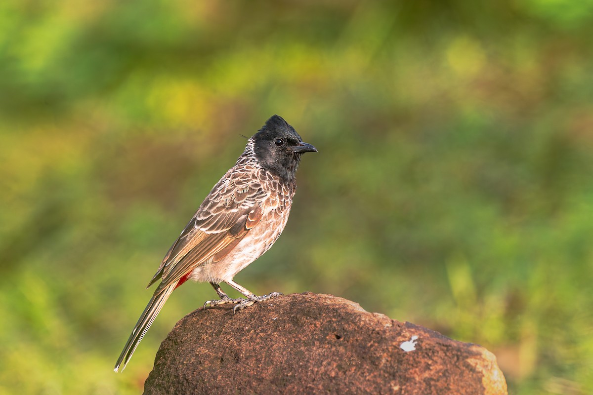 Red-vented Bulbul - ML640317854