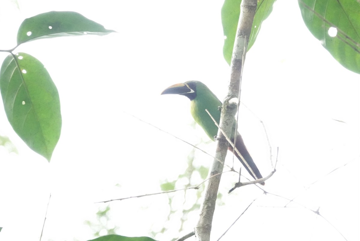 Southern Emerald-Toucanet (Black-throated) - ML640317921
