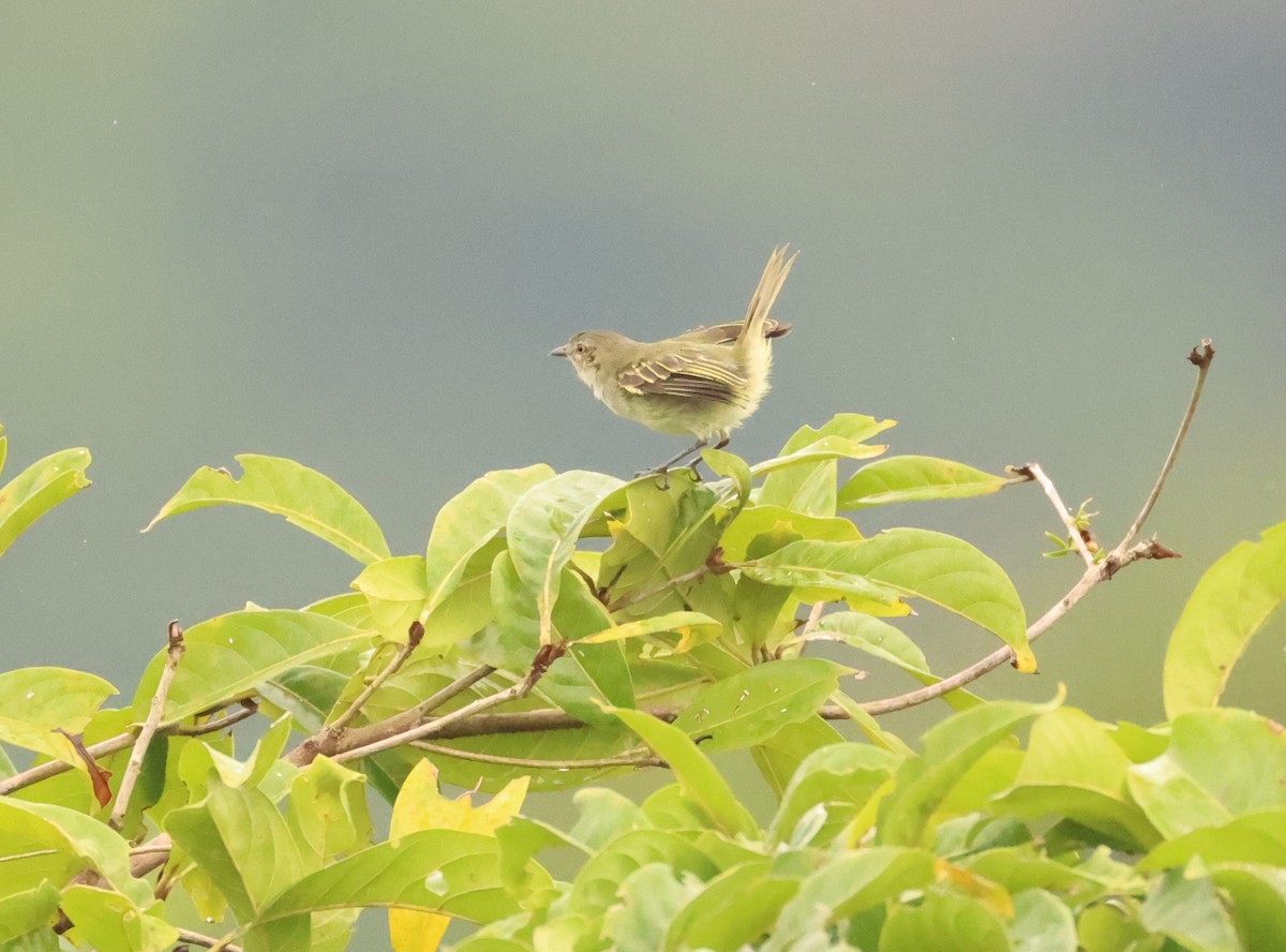 Mistletoe Tyrannulet - ML640317945