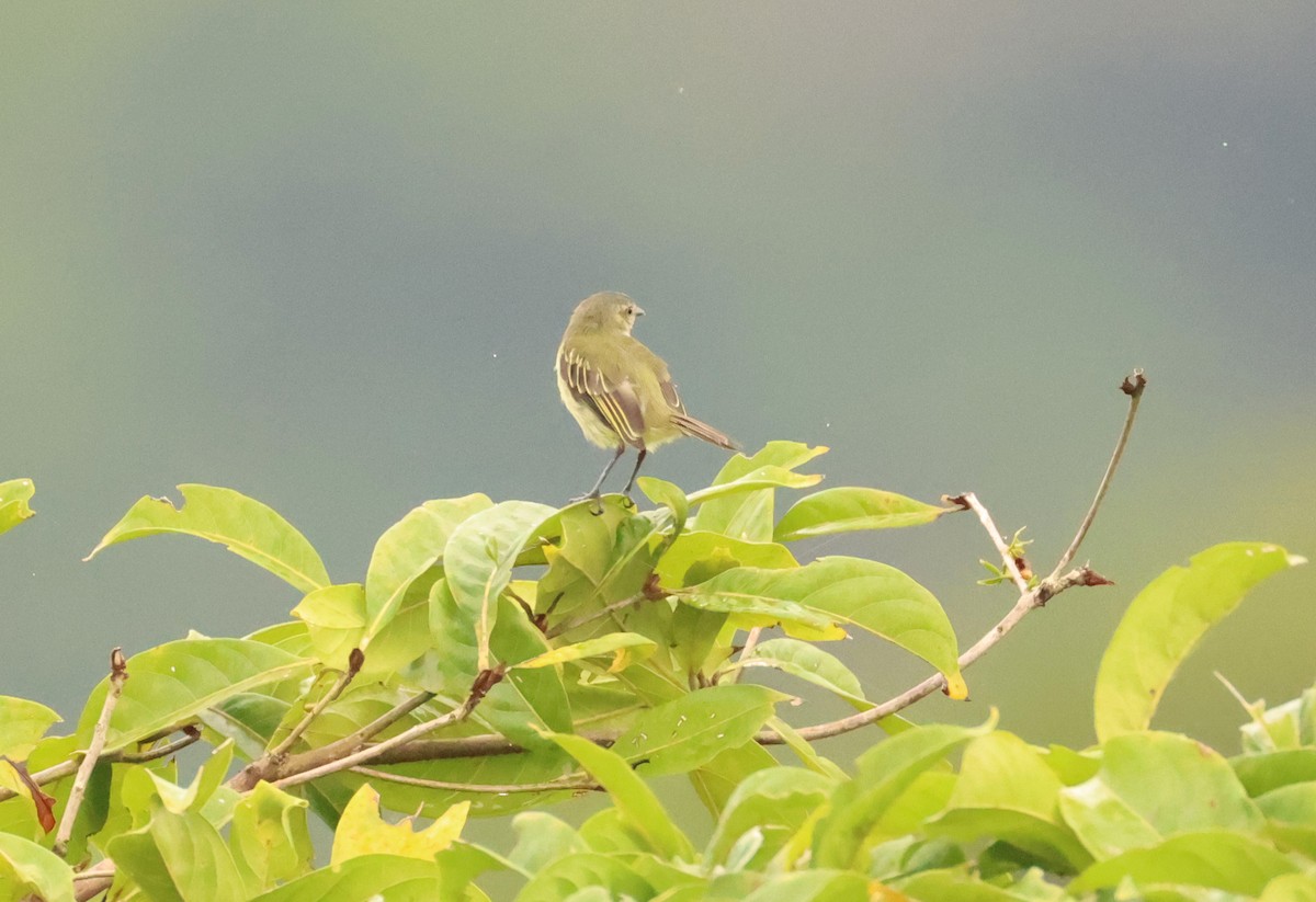 Mistletoe Tyrannulet - ML640317946