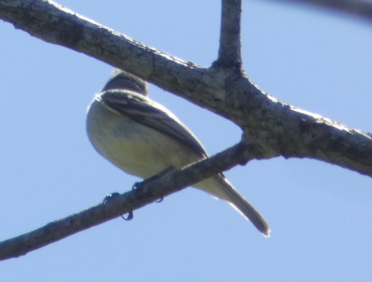 Yellow-bellied Elaenia - ML640317949