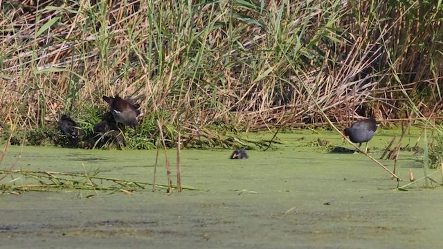 Common Gallinule - ML640317959