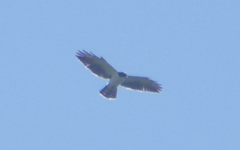 Short-tailed Hawk - ML640317964