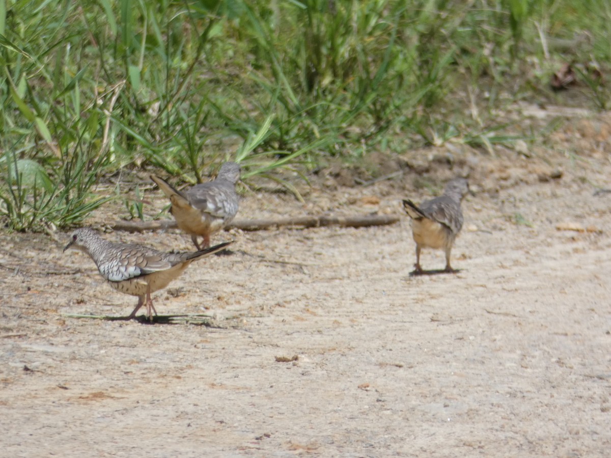 Scaled Dove - ML640317985