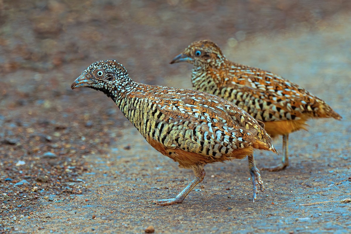 Barred Buttonquail - ML640317999
