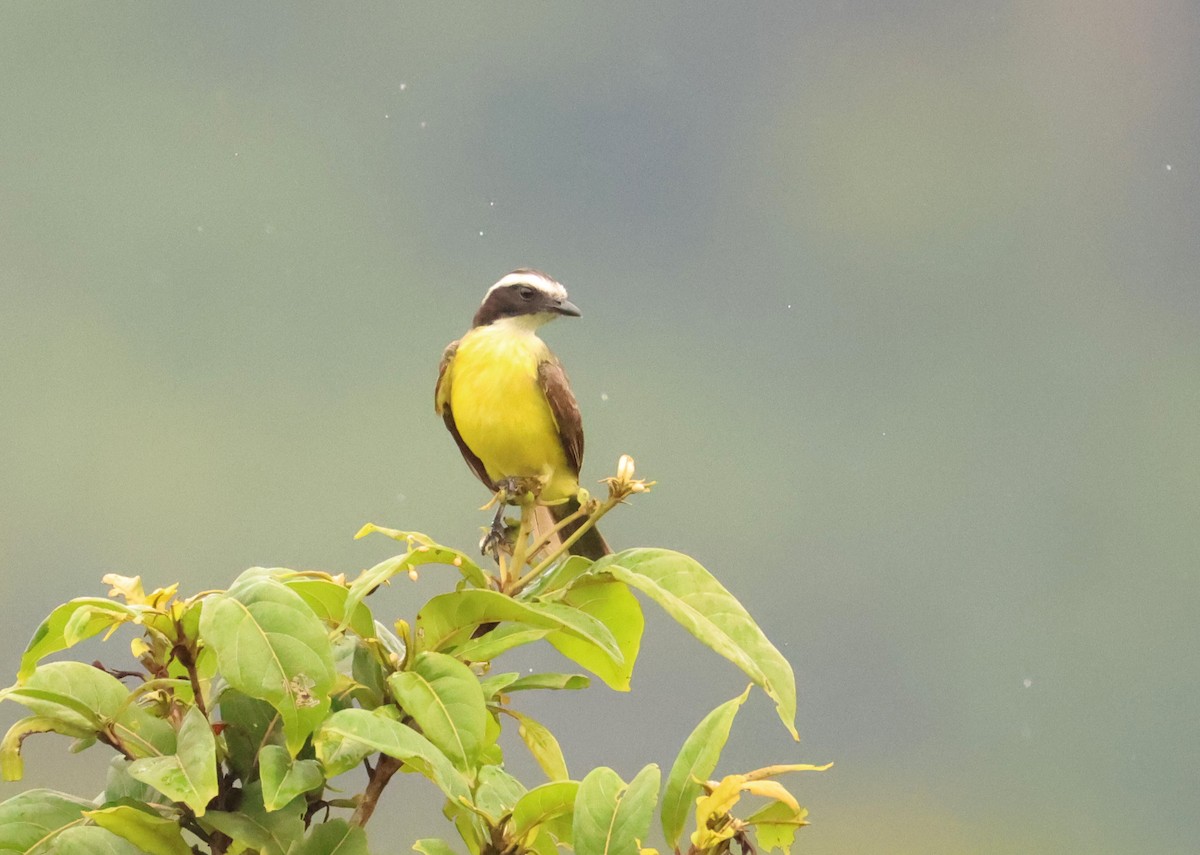 Social Flycatcher - ML640318011