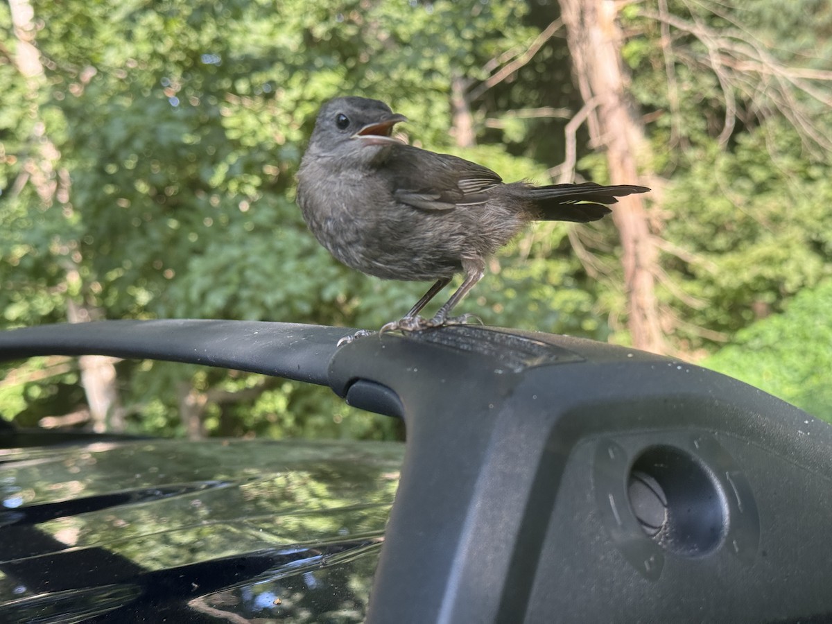 Gray Catbird - ML640318025