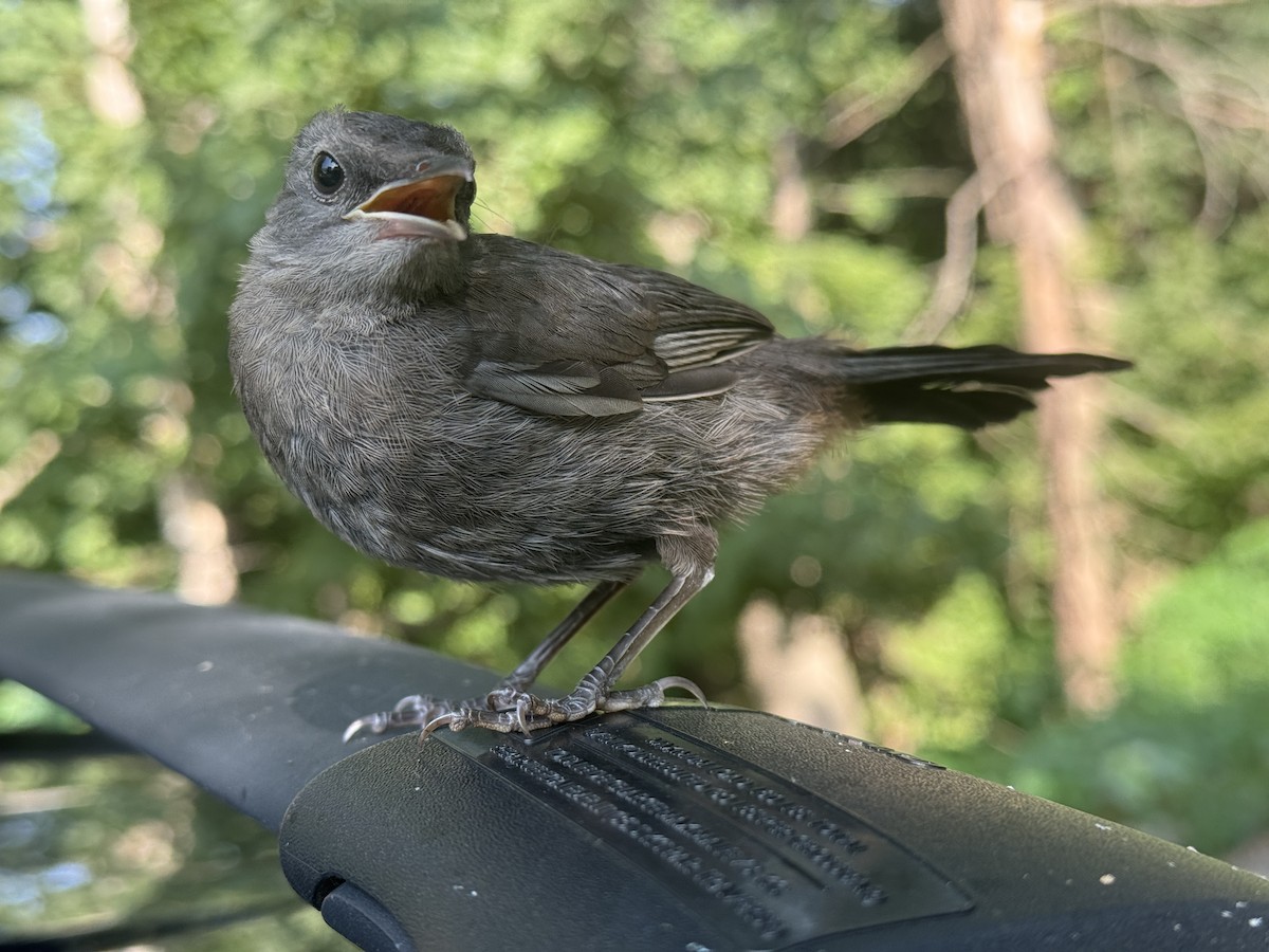 Gray Catbird - ML640318026