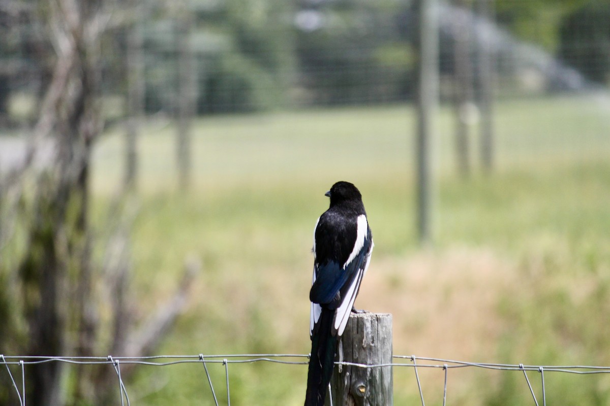 Black-billed Magpie - ML640318091