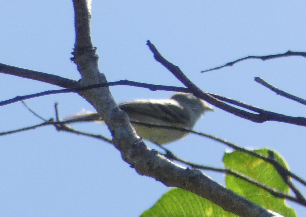 Yellow-bellied Elaenia - ML640318098