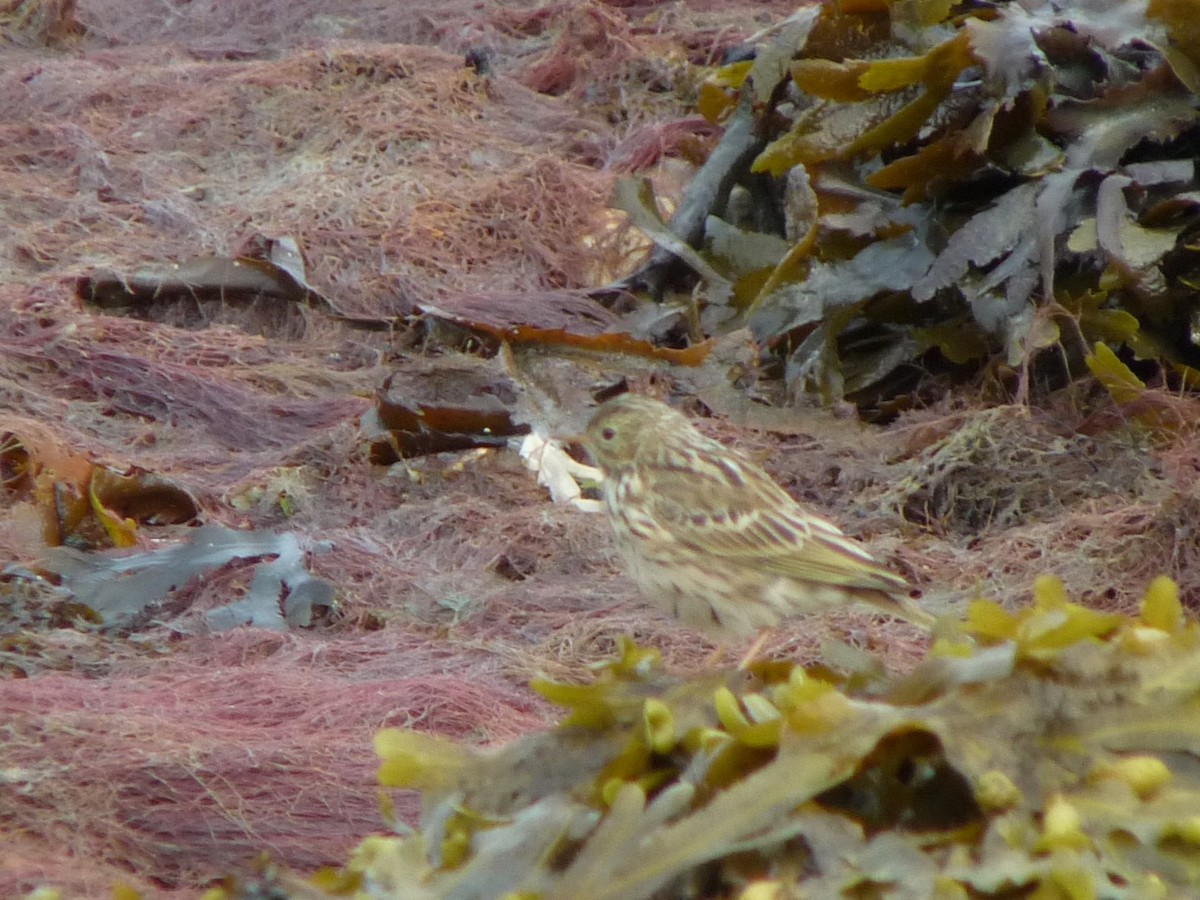 Meadow Pipit - ML640318118