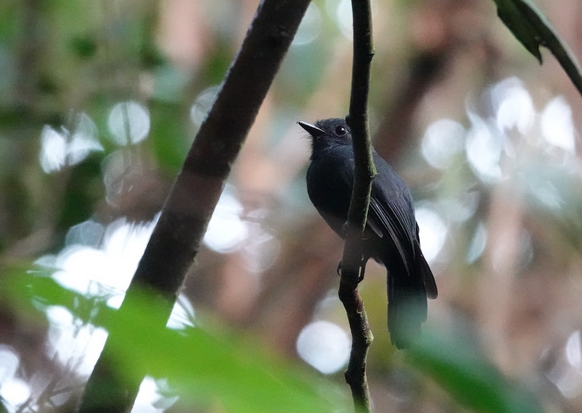 Bluish-slate Antshrike - ML640318124