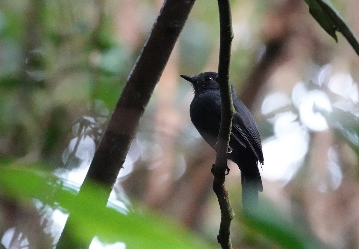Bluish-slate Antshrike - ML640318125