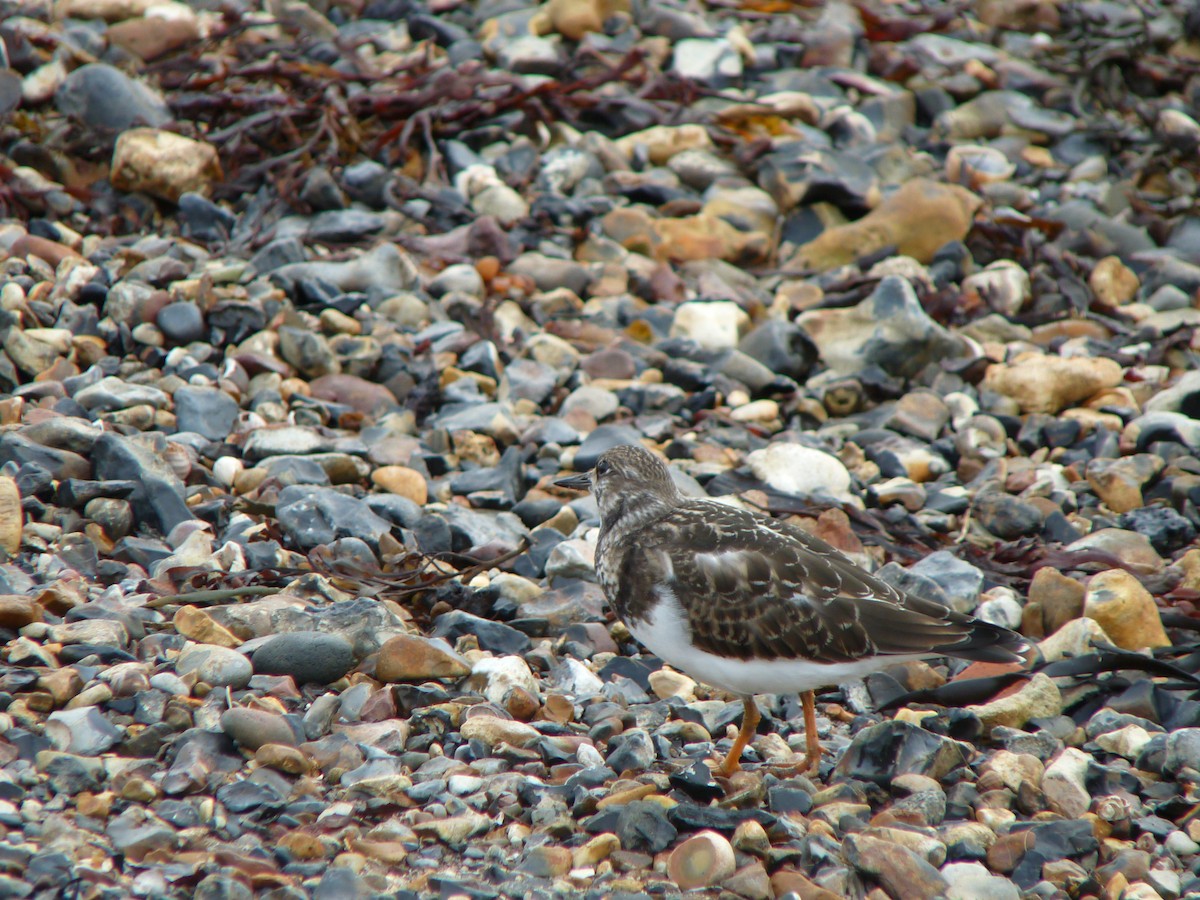 Ruddy Turnstone - ML640318133