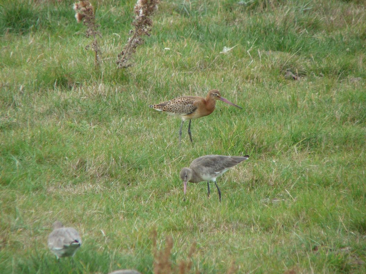 Black-tailed Godwit - ML640318146