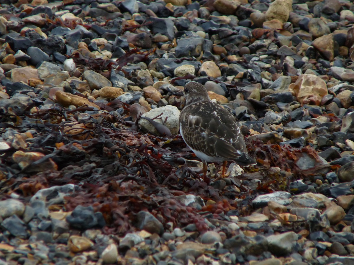 Ruddy Turnstone - ML640318152