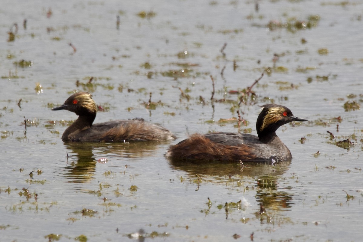 Eared Grebe - ML640318169