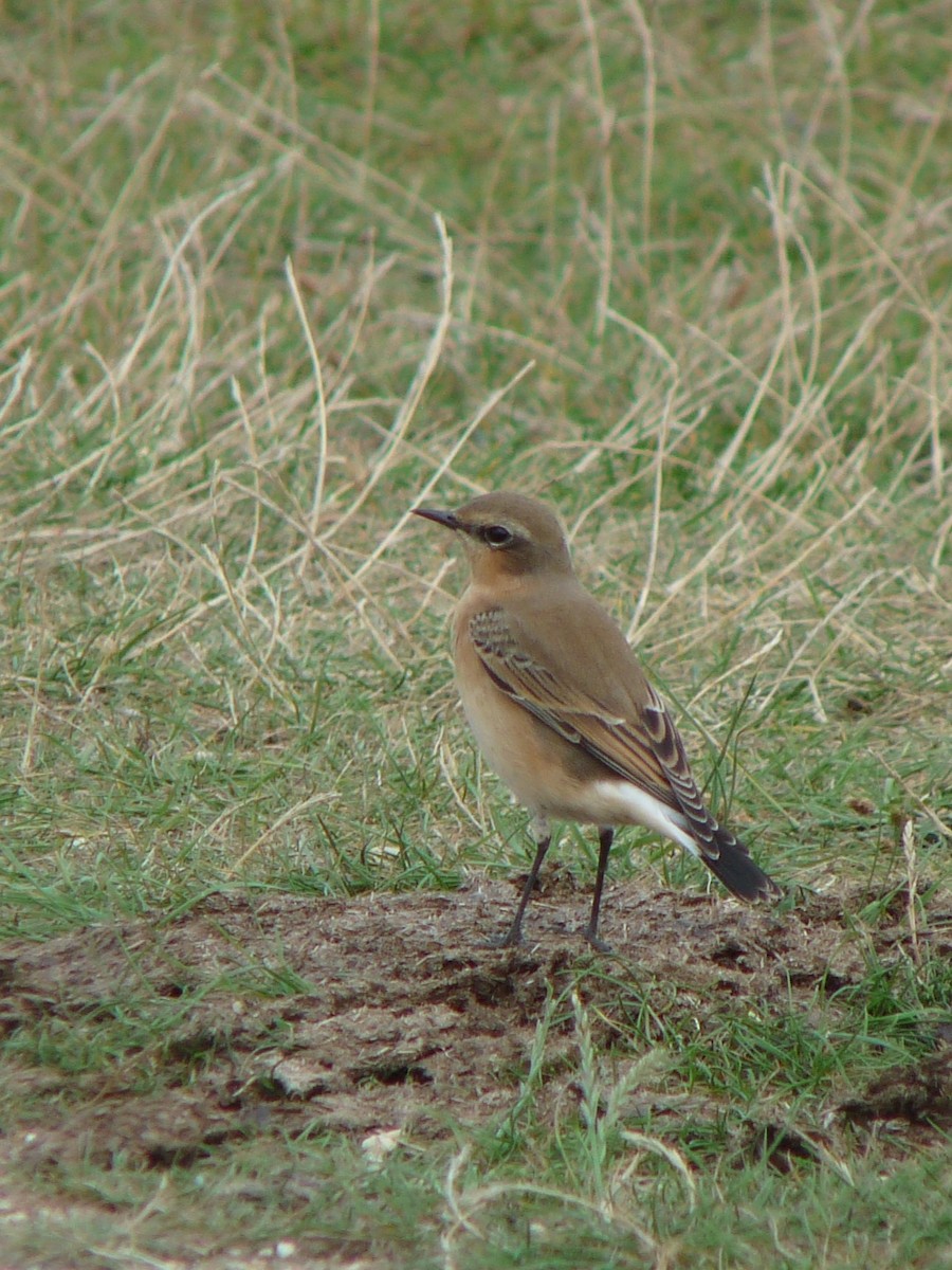 Northern Wheatear - ML640318173