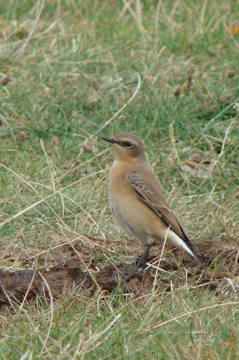 Northern Wheatear - ML640318185