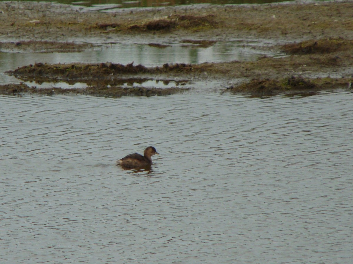 Little Grebe - ML640318200