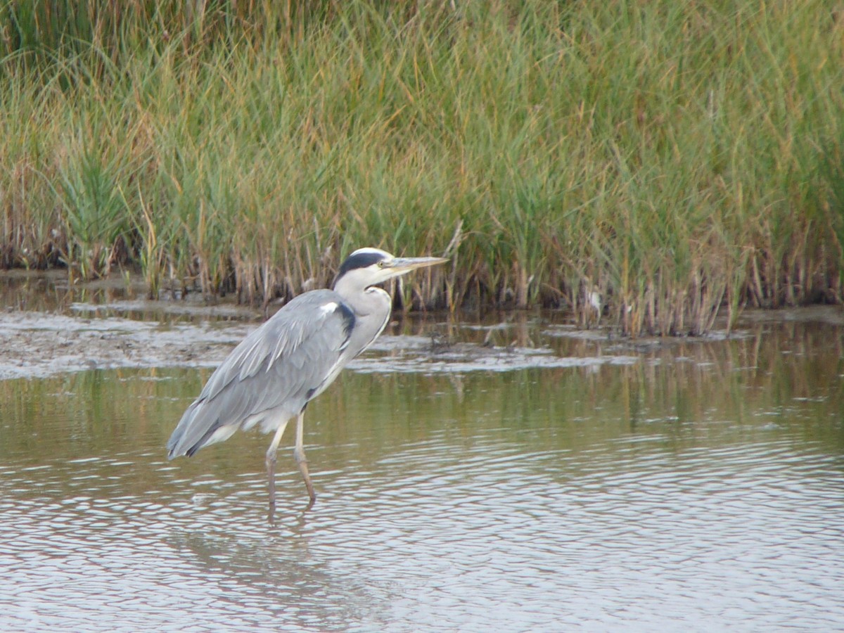 Gray Heron - ML640318209