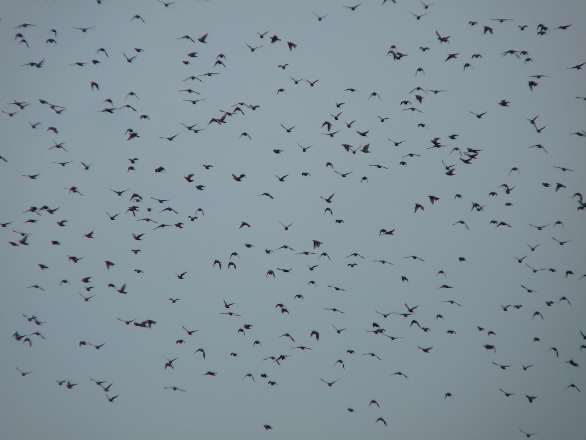 European Starling - ML640318214